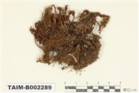 藏品(小赤苔屬)的圖片